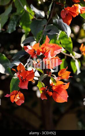 bright orange bougainvillea flowers and leaves and shadows isolated on a natural background Stock Photo