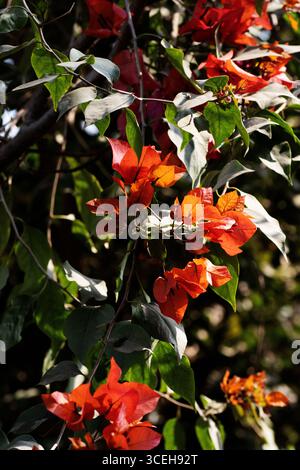 bright orange bougainvillea flowers and leaves and shadows isolated on a natural background Stock Photo
