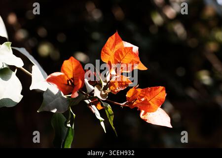 bright orange bougainvillea flowers and leaves and shadows isolated on a natural background Stock Photo
