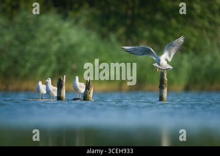 Black-headed Gull (Chroicocephalus ridibundus) group resting on wooden posts in lake. Funny animal photo. Nature of Czech republic. Stock Photo