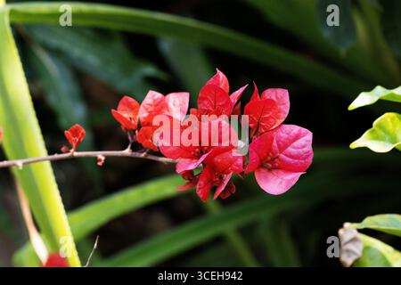 bright orange bougainvillea flowers and leaves and shadows isolated on a natural background Stock Photo