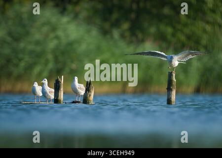 Black-headed Gull (Chroicocephalus ridibundus) group resting on wooden posts in lake. Funny animal photo. Nature of Czech republic. Stock Photo