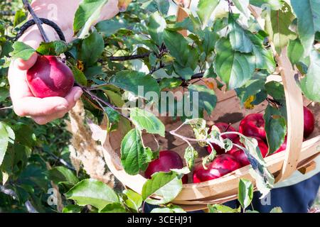 Woman picking a red apple in her garden. Stock Photo