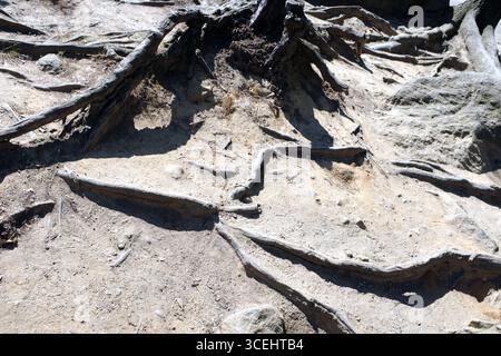 A cut down tree stump in a hard dry landscape Stock Photo