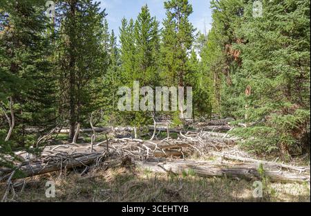 Fallen Trees on the Bierstadt Lake Trail in Rocky Mountain National Park, Colorado, USA Stock Photo