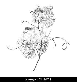 Dark print grapevine, grape leaves with curly tendrils, botanical stamp on white background. Vector illustration Stock Vector
