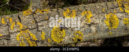 Close-up of Xanthoria parietina, a common orange lichen, thriving on the weathered bark of a fallen tree trunk, showcasing the symbiotic relationship Stock Photo
