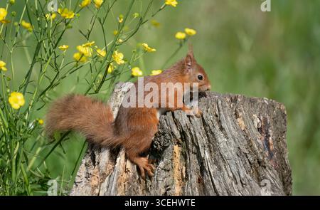 Red squirrel climbing up a tree stump Stock Photo