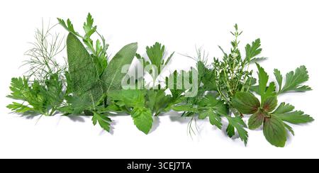 Fresh Herbs - Panorama on white Background Stock Photo