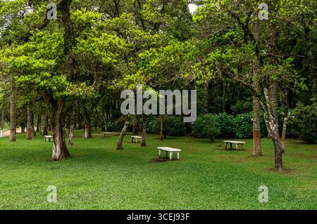 Lush dense green park with scattered tall trees and stone benches, creating a peaceful, calm and inviting natural space inside Monte Verde forest. Stock Photo