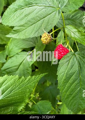 Two raspberries grow on bush among green leaves, one fully ripe red and the other still green and unripe Stock Photo