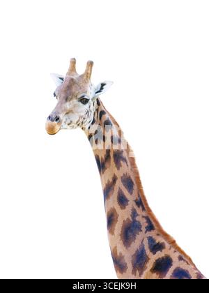 portrait giraffe isolated on white background Stock Photo