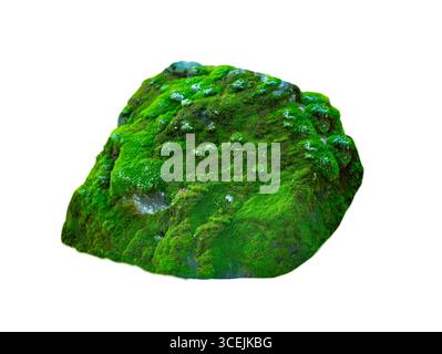 moss growing on stone autumn isolated on white background Stock Photo