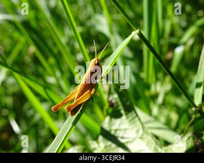 Close to a forest I found this little brown grasshopper sitting on a blade of grass. Stock Photo