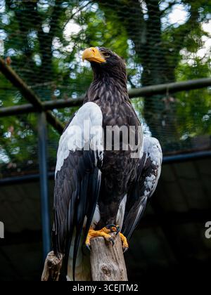 Pelagic Raptors The Steller's sea eagle is the largest eagle in the world, and one of ...