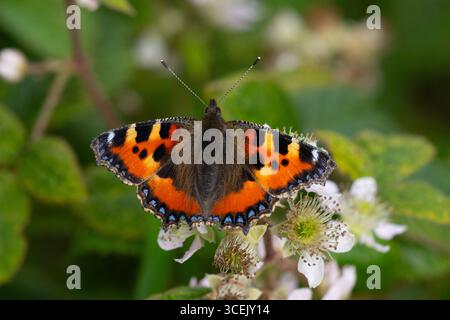 Small Tortoiseshell butterfly (Aglais urticae) on a blackberry flower. Stock Photo
