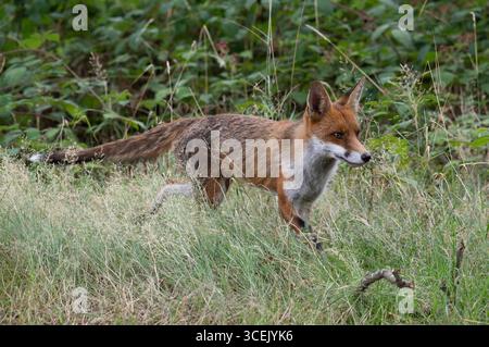 adult Red Fox, Vulpes vulpes, walking through long grass, London, United Kingdom Stock Photo