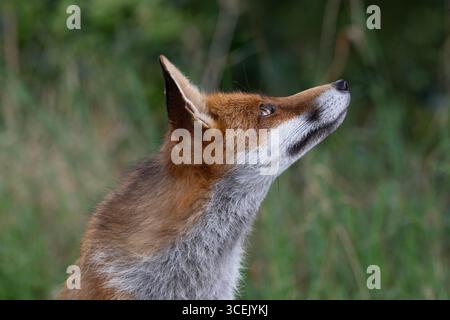 Red Fox, Vulpes vulpes, alert and looking up, London, United Kingdom Stock Photo