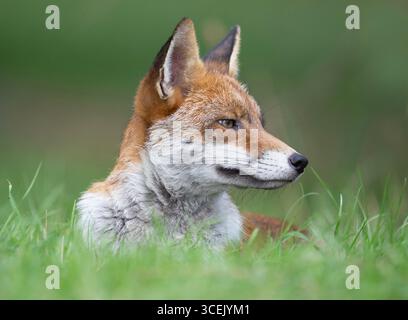 Red Fox, Vulpes vulpes, portrait with ears pricked and looking alert, London, United Kingdom Stock Photo