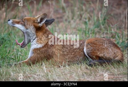 Red Fox, Vulpes vulpes, yawning and showing wide jaw gape, London, United Kingdom Stock Photo