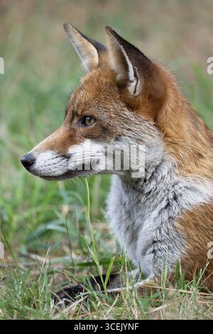 Red Fox, Vulpes vulpes, ears pricked and alert portrait of head, London, United Kingdom Stock Photo