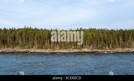 Conifers densely planted together, near the waters sdge, Stock Photo