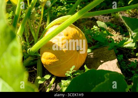 Close-up of field pumpkin with flowers and fruits growing in vegetable garden. Agriculture and gardening concept. Stock Photo