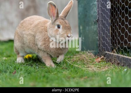 Rex rabbit in the garden with a hutch Stock Photo