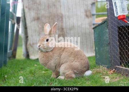 Rex rabbit in the garden with a hutch Stock Photo