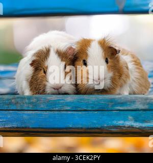 two pet guinea pigs Stock Photo