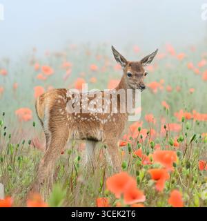 baby fallow deer in summer poppies Stock Photo