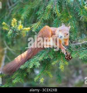 red squirrel in a pine tree Stock Photo