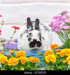 dutch bunny rabbit Stock Photo