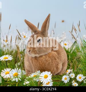 bunny rabbit in daisy flowers Stock Photo