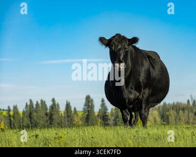 Large black cow grazes on the field outdoors Stock Photo - Alamy