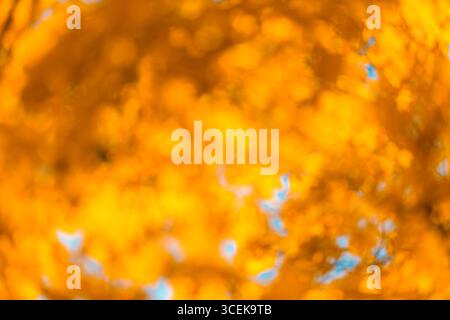 Defocused orange leaves, perfect autumn background Stock Photo