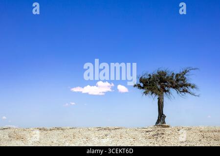 Solitary windswept tree stands upon the rocky hillside of Gavdos Island, Greece. One cloud on clear blue summer sky, bright sunshine Stock Photo