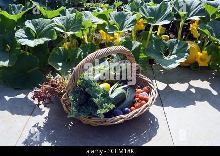 A wicker basket of fresh produce from an allotment with a Pumpkin plant in the background Stock Photo