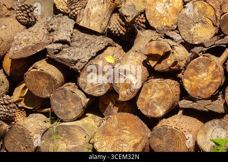 Pile of stacked logs in the forest looking at the cut ends Stock Photo