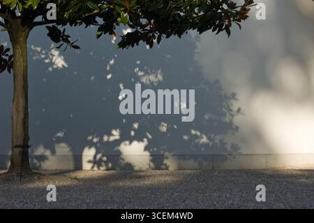 The image shows a tree casting a shadow on a wall. The shadow of the tree's leaves creates a pattern on the wall, and the sunlight creates a gradient Stock Photo