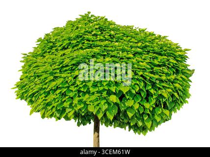 Deciduous Green Tree with a Dense crown isolate on white background with clipping path. Floral design element for cards, invitations, posters. Stock Photo