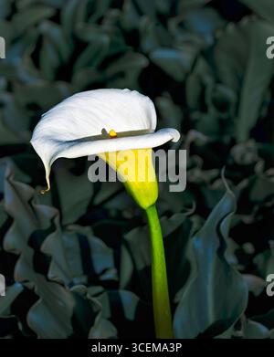 Calla lily white flower with yellow stamen, in the garden on dark green background Stock Photo