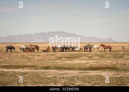 Large herd of wild horses in the hazy Utah desert Stock Photo