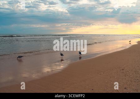 Peaceful sunset on a sandy beach with seagulls and soft ocean waves. Stock Photo