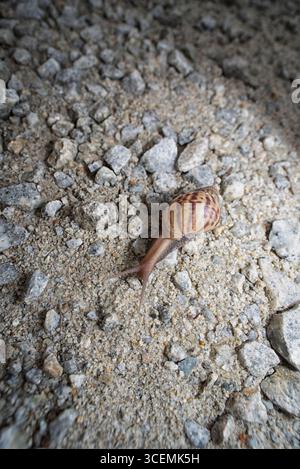 Dark achatina snail with dark shell crawling near white alarm clock on ...