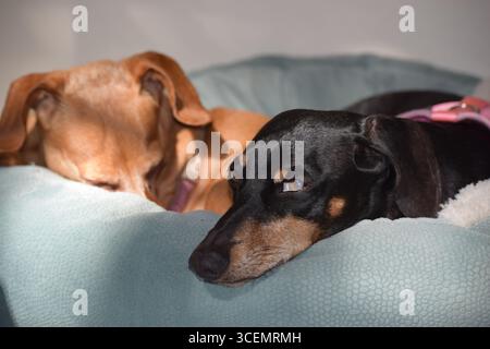 Sleepy Dachshunds in the Sun Stock Photo
