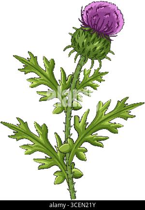 Detailed vector illustration of a Scottish thistle with spiky green leaves and a vibrant purple flower, rendered in a clean, hand-drawn style Stock Vector