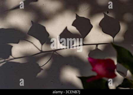 bright red bougainvillea flowers and leaves and shadows on a white wall Stock Photo