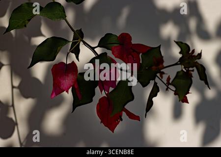 bright red bougainvillea flowers and leaves and shadows on a white wall Stock Photo