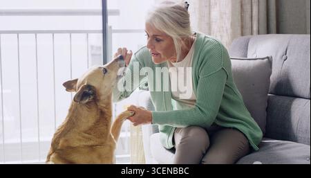 Obedience, training or treat with dog and woman in living room of home for discipline or reward. Learning, paw or teaching with mature person and pet Stock Photo